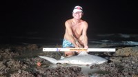 Sharkaholics - David Crain