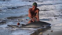 Sharkaholics - David Crain