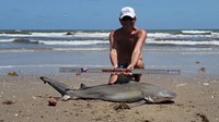 Sharkaholics - David Crain