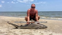 Sharkaholics - Shane Belair