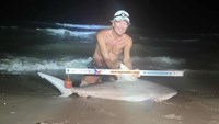 Sharkaholics - David Crain
