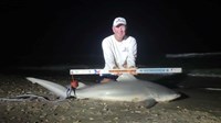 Sharkaholics - David Crain