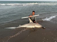 Low Tide Mafia - Ismael Caballero