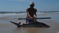 Sharkaholics - David Crain