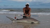 Sharkaholics - David Crain