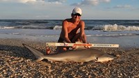 Sharkaholics - David Crain