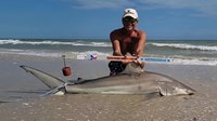 Sharkaholics - David Crain