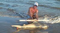 Sharkaholics - David Crain