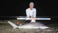 Sharkaholics - David Crain