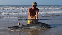 Sharkaholics - David Crain