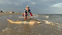 FISH ON CUSTOM LEADERS - Joey Hansen