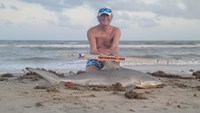 Sharkaholics - David Crain