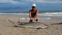 Sharkaholics - David Crain