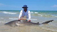 Sharkaholics - Robert Wayne Barnes