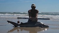 Sharkaholics - David Crain