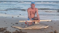 Sharkaholics - David Crain