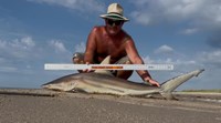 Sharkaholics - Shane Belair