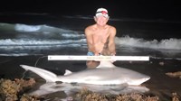 Sharkaholics - David Crain