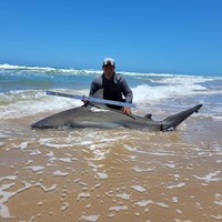 South Texas Shark Stewards - ROME Fuentes