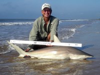 Sharkaholics - David Crain