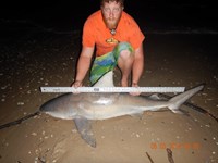 CatchSharks - Nick Williamson