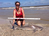 Sharkaholics - Randa Crain