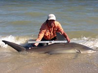 Sharkaholics - David Crain