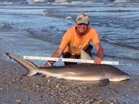 Sharkaholics - David Crain