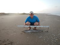 Shark Tails - tammy  ellis