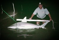 Southern Shark  Outcasts  - Cristina  Garza 