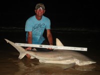 Sharkaholics - David Crain