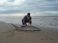 Team Southern Sharkers - David Tidwell