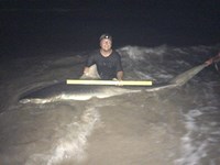 Hammerhead Mafia  - Cole  benesh