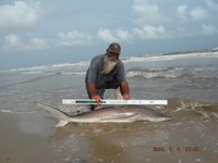 Team Southern Sharkers - David Tidwell