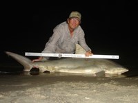 Sharkaholics - David Crain