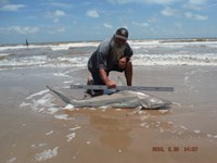 Team Southern Sharkers - David Tidwell