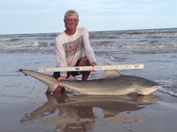 Sharkaholics - David Crain