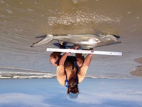 Morton saltwater fishing - Robert Morton