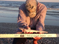 Sharkaholics - David Crain