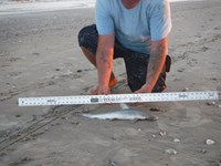 Stacking Gills - Jeremy  Counahan