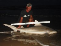 Sharkaholics - David Crain