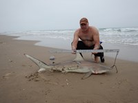 Shark Tails - matthew ellis