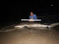 Shark Tails - matthew ellis