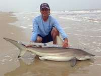 Sharkaholics - David Crain