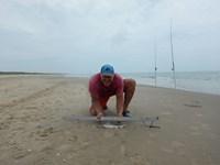Shark Tails - matthew ellis