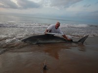 Shark Tails - matthew ellis
