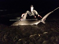 Hammerhead Mafia  - Ryan  dibble