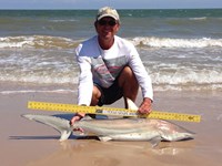 Sharkaholics - David Crain