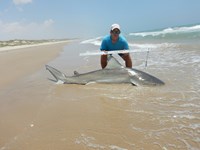 Shark Tails - tammy  ellis