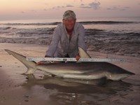 Sharkaholics - David Crain